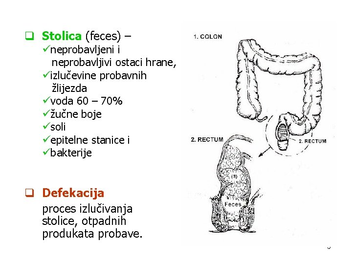 q Stolica (feces) – üneprobavljeni i neprobavljivi ostaci hrane, üizlučevine probavnih žlijezda üvoda 60