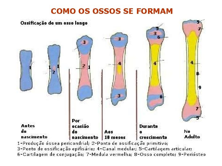 COMO OS OSSOS SE FORMAM 