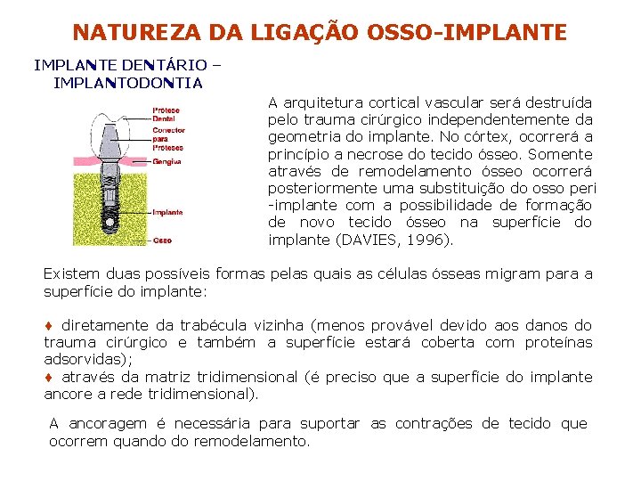 NATUREZA DA LIGAÇÃO OSSO-IMPLANTE DENTÁRIO – IMPLANTODONTIA A arquitetura cortical vascular será destruída pelo