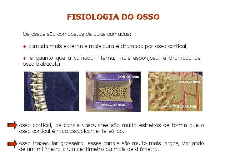 FISIOLOGIA DO OSSO Os ossos são compostos de duas camadas: ¨ camada mais externa