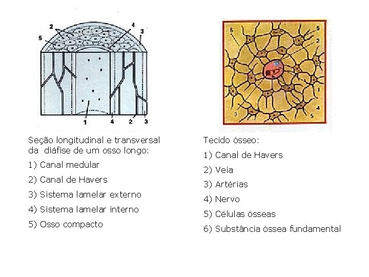 Seção longitudinal e transversal da diáfise de um osso longo: 1) Canal medular 2)