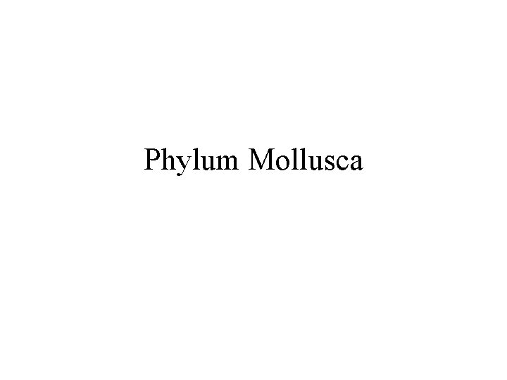 Phylum Mollusca 