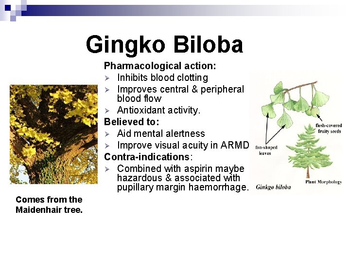 Gingko Biloba Pharmacological action: Ø Inhibits blood clotting Ø Improves central & peripheral blood