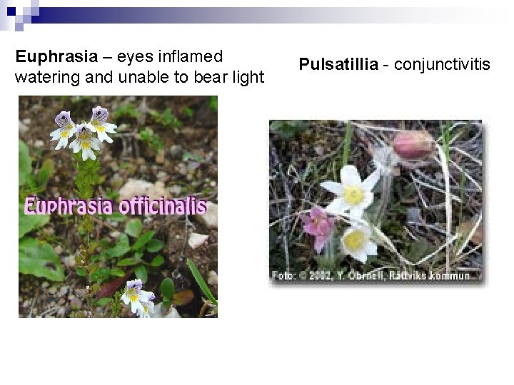 Euphrasia – eyes inflamed watering and unable to bear light Pulsatillia - conjunctivitis 