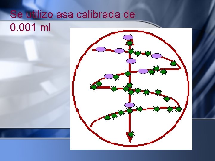 Se utilizo asa calibrada de 0. 001 ml 