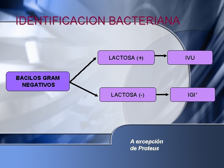 IDENTIFICACION BACTERIANA LACTOSA (+) IVU BACILOS GRAM NEGATIVOS LACTOSA (-) A excepción de Proteus