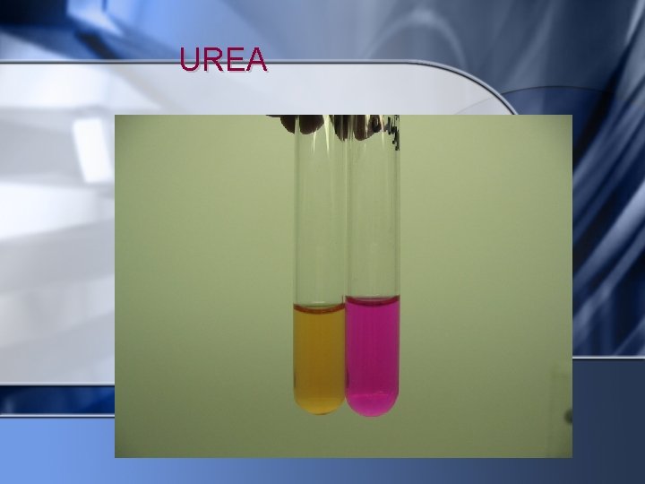 UREA 