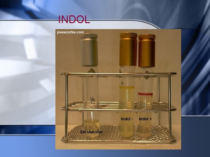 INDOL 