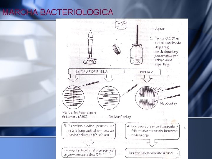 MARCHA BACTERIOLOGICA 