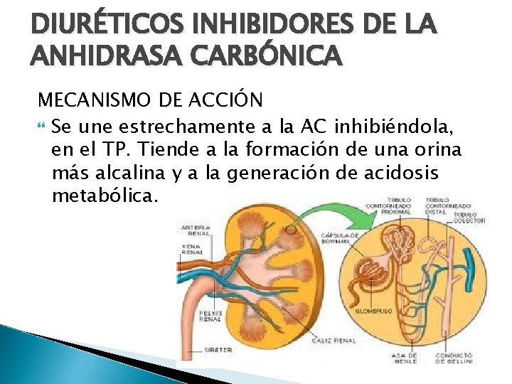 DIURÉTICOS INHIBIDORES DE LA ANHIDRASA CARBÓNICA MECANISMO DE ACCIÓN Se une estrechamente a la