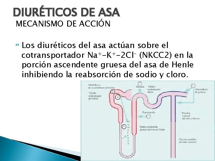 DIURÉTICOS DE ASA MECANISMO DE ACCIÓN Los diuréticos del asa actúan sobre el cotransportador