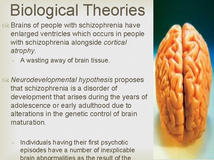 Biological Theories Brains of people with schizophrenia have enlarged ventricles which occurs in people