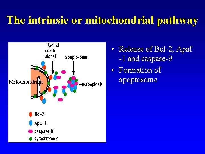 The intrinsic or mitochondrial pathway Mitochondrion • Release of Bcl-2, Apaf -1 and caspase-9