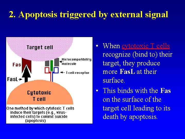 2. Apoptosis triggered by external signal • When cytotoxic T cells recognize (bind to)