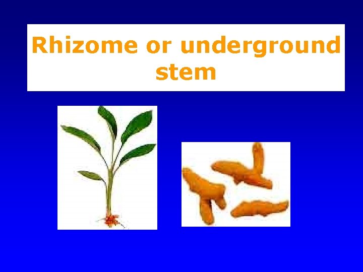 Rhizome or underground stem 