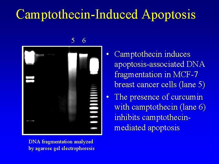 Camptothecin-Induced Apoptosis 5 6 • Camptothecin induces apoptosis-associated DNA fragmentation in MCF-7 breast cancer