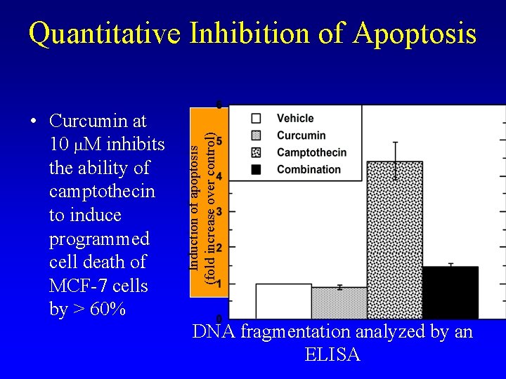  • Curcumin at 10 m. M inhibits the ability of camptothecin to induce