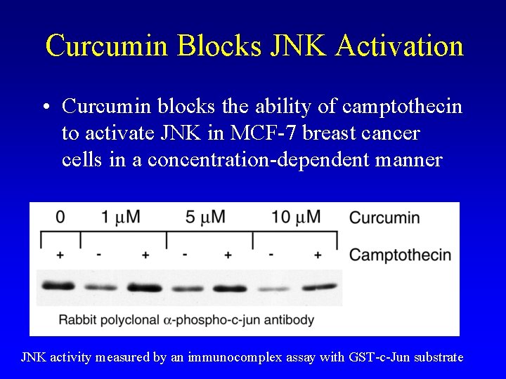 Curcumin Blocks JNK Activation • Curcumin blocks the ability of camptothecin to activate JNK