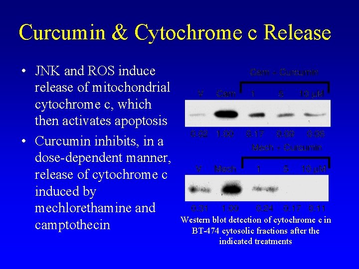 Curcumin & Cytochrome c Release • JNK and ROS induce release of mitochondrial cytochrome