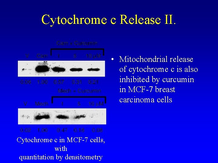 Cytochrome c Release II. • Mitochondrial release of cytochrome c is also inhibited by