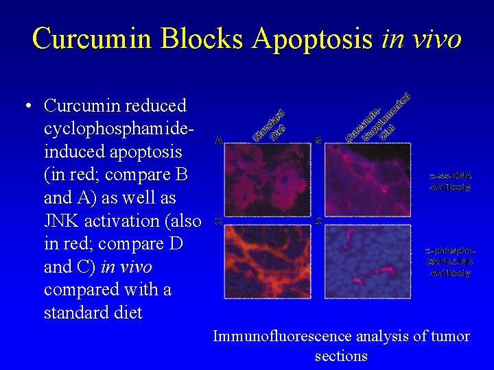 Curcumin Blocks Apoptosis in vivo • Curcumin reduced cyclophosphamideinduced apoptosis (in red; compare B