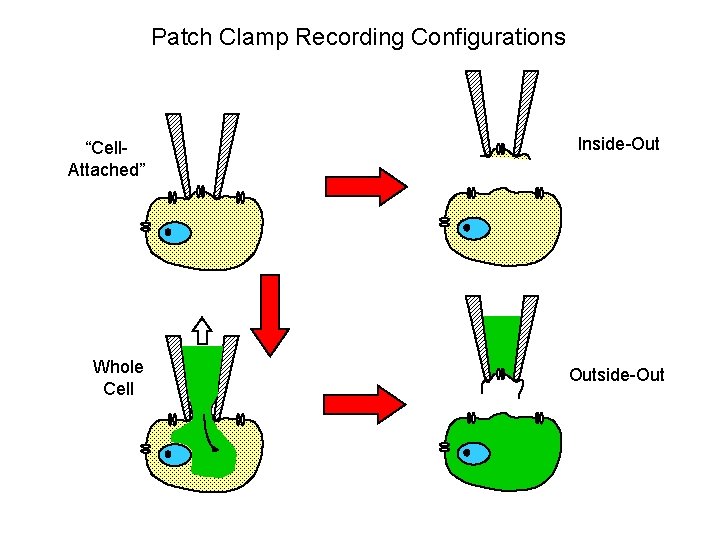 Patch Clamp Recording Configurations “Cell. Attached” Inside-Out Whole Cell Outside-Out 