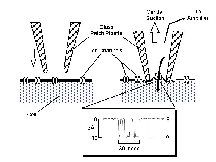To Amplifier Gentle Suction Glass Patch Pipette Ion Channels Cell c 0 p. A