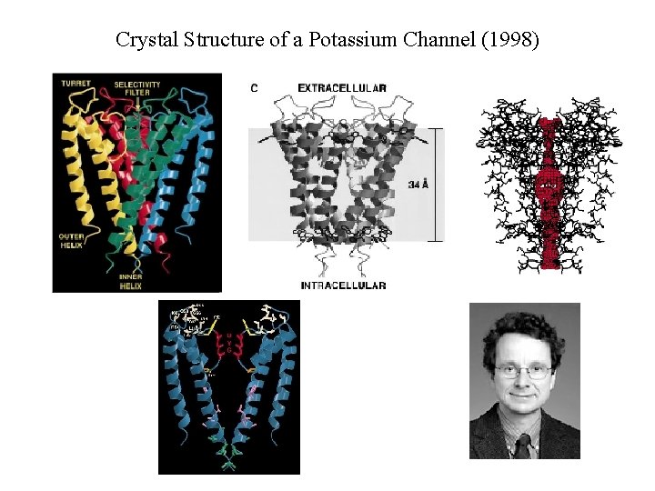 Crystal Structure of a Potassium Channel (1998) 