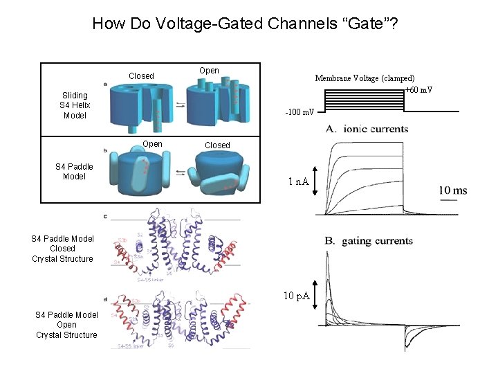 How Do Voltage-Gated Channels “Gate”? Closed Open Sliding S 4 Helix Model -100 m.