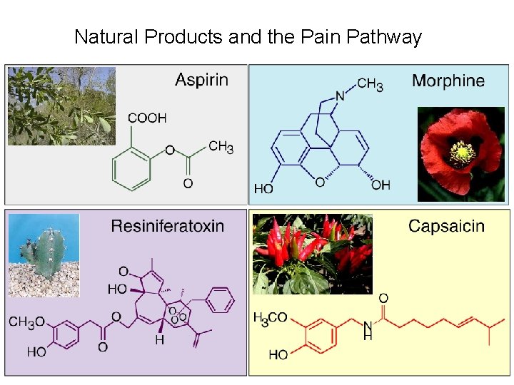 Natural Products and the Pain Pathway 