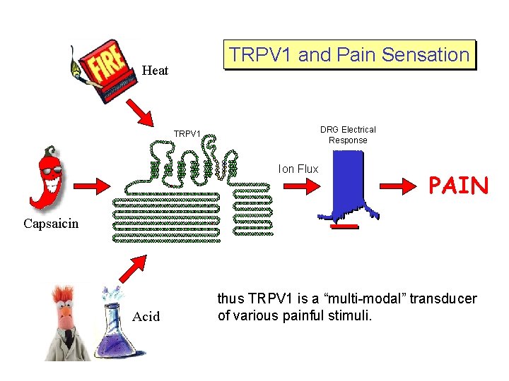 TRPV 1 and Pain Sensation Heat DRG Electrical Response TRPV 1 Ion Flux PAIN