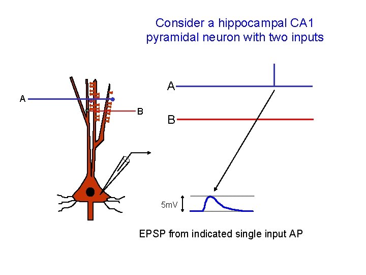 Consider a hippocampal CA 1 pyramidal neuron with two inputs A A B B