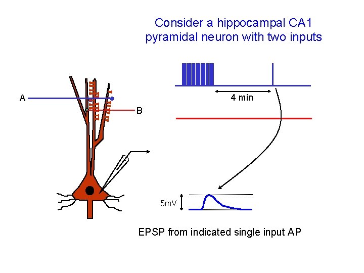 Consider a hippocampal CA 1 pyramidal neuron with two inputs 4 min A B