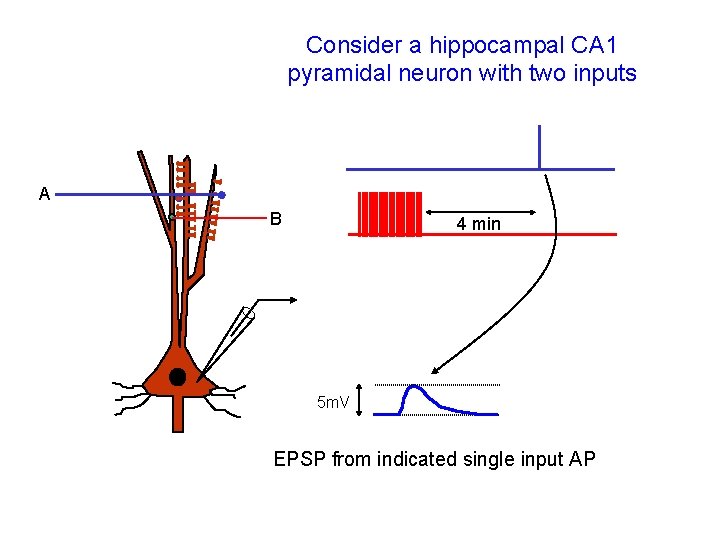Consider a hippocampal CA 1 pyramidal neuron with two inputs A B 4 min