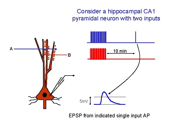 Consider a hippocampal CA 1 pyramidal neuron with two inputs A 10 min B