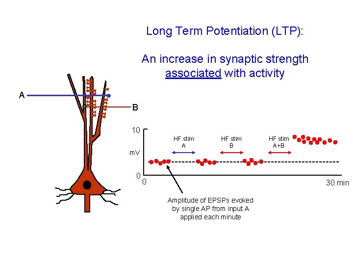 Long Term Potentiation (LTP): An increase in synaptic strength associated with activity A B