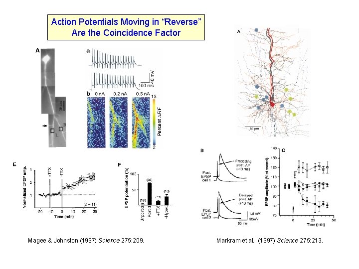 Action Potentials Moving in “Reverse” Are the Coincidence Factor Magee & Johnston (1997) Science