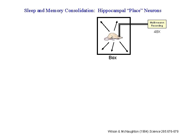 Sleep and Memory Consolidation: Hippocampal “Place” Neurons Multi-neuron Recording 48 X Box Wilson &