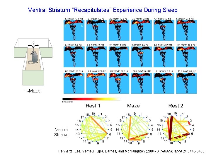Ventral Striatum “Recapitulates” Experience During Sleep T-Maze Ventral Striatum Pennartz, Lee, Verheul, Lipa, Barnes,
