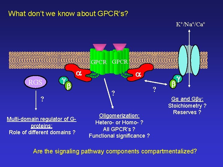 What don’t we know about GPCR’s? K+/Na+/Ca+ GPCR RGS ? Multi-domain regulator of Gproteins: