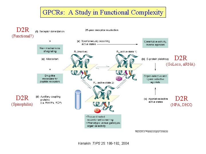 GPCRs: A Study in Functional Complexity D 2 R (Functional? ) D 2 R