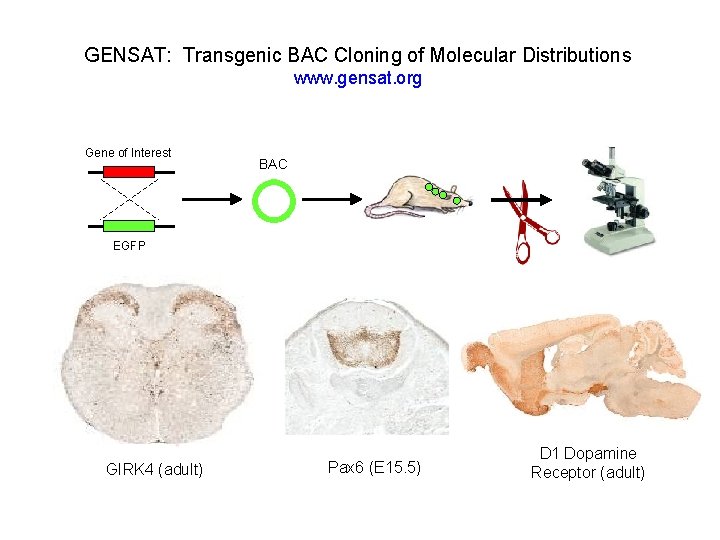 GENSAT: Transgenic BAC Cloning of Molecular Distributions www. gensat. org Gene of Interest BAC
