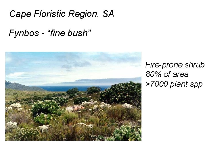Cape Floristic Region, SA Fynbos - “fine bush” Fire-prone shrub 80% of area >7000
