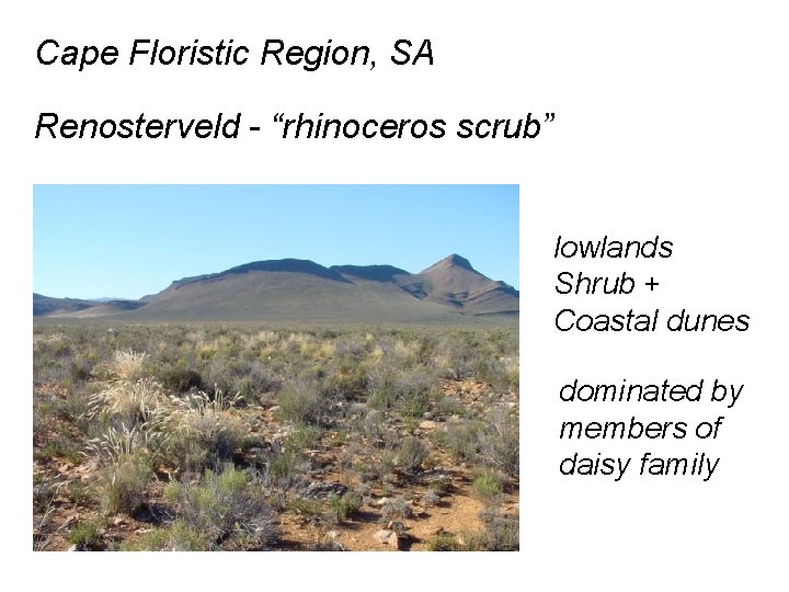 Cape Floristic Region, SA Renosterveld - “rhinoceros scrub” lowlands Shrub + Coastal dunes dominated