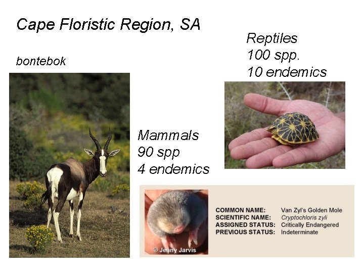 Cape Floristic Region, SA bontebok Mammals 90 spp 4 endemics Reptiles 100 spp. 10