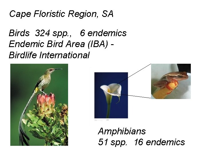 Cape Floristic Region, SA Birds 324 spp. , 6 endemics Endemic Bird Area (IBA)