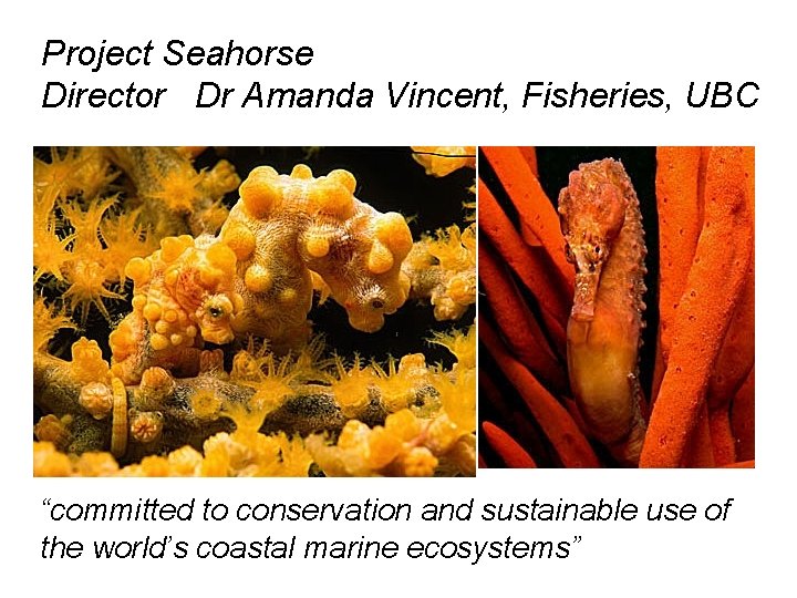 Project Seahorse Director Dr Amanda Vincent, Fisheries, UBC “committed to conservation and sustainable use