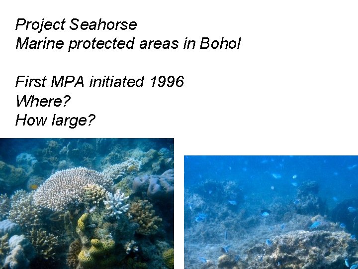 Project Seahorse Marine protected areas in Bohol First MPA initiated 1996 Where? How large?