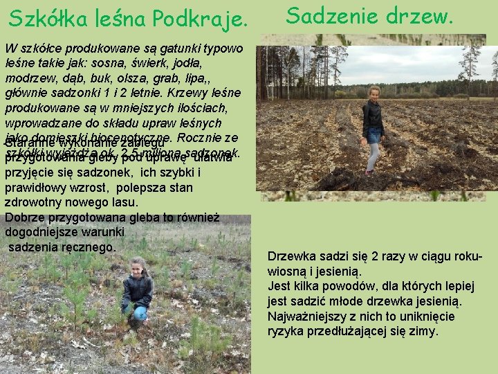 Szkółka leśna Podkraje. Sadzenie drzew. W szkółce produkowane są gatunki typowo leśne takie jak: