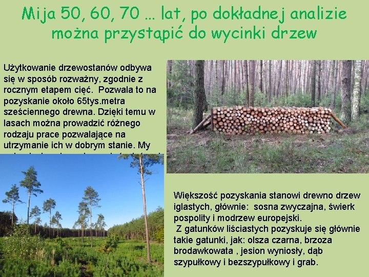 Mija 50, 60, 70 … lat, po dokładnej analizie można przystąpić do wycinki drzew